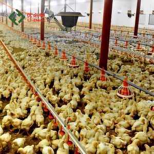 อุปกรณ์เลี้ยงไก่เนื้อ/สัตว์ปีกอัตโนมัติ ใช้ได้กับระบบการเลี้ยง<span class=keywords><strong>ไก่</strong></span>/การเลี้ยงสัตว์ที่ทันสมัยและมีประสิทธิภาพ - Product Image 1