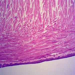 Vetrini preparati per microscopio da 50 pezzi vetrini didattici per parassitologia vetrini per parassitologia animali campioni misti con certificazione ISO - Product Image 2