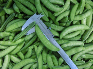 Nouvelle récolte Chine Fabrication de légumes surgelés Green Sugar Snap Peas pour l'exportation - Product Image 3