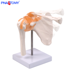 Modelo anatómico de articulación de <span class=keywords><strong>hombro</strong></span> de <span class=keywords><strong>esqueleto</strong></span> <span class=keywords><strong>humano</strong></span> con ligamento para la enseñanza de la Escuela de Medicina entrenamiento de enfermera entrenamiento clínico - Product Image 3