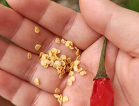 Grossistes Meilleur Prix Graines de piment de Chine Graines de piment hybride Graines de piment rouge chaud