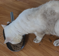 Makanan Kucing Kering 36% Kandungan Daging Tinggi OEM ODM Label Pribadi Kibble Hewan Peliharaan Dewasa