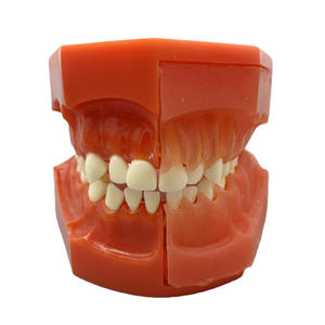 3-6 años de edad, dientes permanentes deciduos, modelo alternativo, desarrollo dental, modelo anatómico médico - Product Image 4