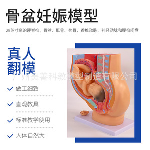 Modelos de embarazo y desarrollo, modelos embrionarios de planificación familiar, modelos de desarrollo fetal, anatomía uterina - Product Image 5