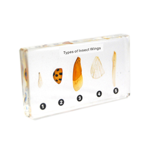 Gelsonlab HSBS-120 Spécimen Fossilisé Spécimens Biologiques Embryonnés - Product Image 4