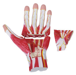 Model Anatomi Tubuh Manusia 3D Lanjutan dengan Struktur Detail untuk Ilmu Kedokteran - Product Image 6