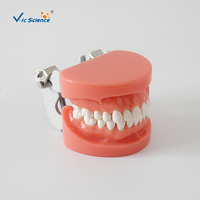 Modelo Dental de 28 Dientes Removibles con Encía Dura, Articulador FE para Entrenamiento de Dentistas, Cirugía Oral, CE ISO ROHS CNAS