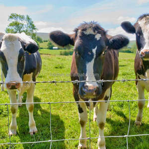 Australische Fabrik Direkt verzinkte feste Knoten gewebte Draht Stoff Zaun quadratische Lochform für Marketing-Klasse <span class=keywords><strong>SSS</strong></span> - Product Image 2