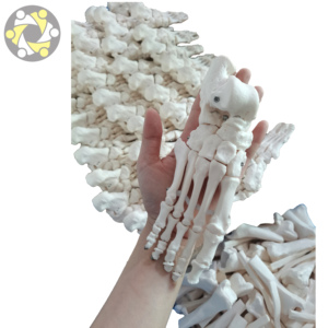 Modèle de squelette humain grandeur nature avec os dispersés, en PVC écologique, certifié ISO, outil d'anatomie médicale réaliste - Product Image 3