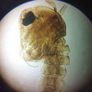 Élèves de l'école enseignant 50 types de microscope de parasitologie médicale ensemble de lames préparées - Product Image 5