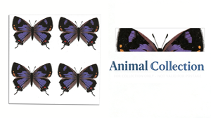 Etiquetas Permanentes Personalizadas al por Mayor para Envíos Postales, Colección Hairstreak Colorado 2021, Impresión en Papel, Venta al por Mayor en EE. UU. - Product Image 5