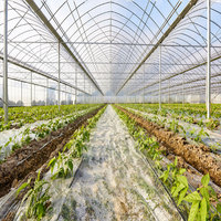 PBAT biodégradable/PLA UV de contrôle de température stabilisée PLAC Rouleau de film 25 microns pour la culture de serre OEM