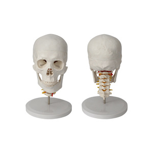 FRT023, un modèle de crâne cervical à 7 segments, présente un crâne adulte en PVC avec structures neurovasculaires, occipitales. - Product Image 2