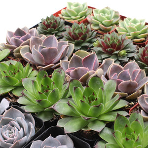 Paquete Variado de Suculentas Rosette Coloridas, Exhibición de Suculentas con Surtido de Echeveria Sempervivum en Macetas de 2 Pulgadas - Product Image 5