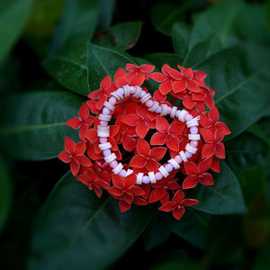 Kit de Pulsera de Cuentas de Estrella de Amor Morada Hermosa <span class=keywords><strong>y</strong></span> Linda Personalizada de la Marca WingArt - Product Image 6