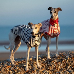 Qiqu Pet Shop Dog Summer <strong>Clothing</strong> Clothes Stripe <strong>Popper</strong> up Tee t Shirt Vest Dress for Whippets Italian Greyhound Sighthound - Product Image 3