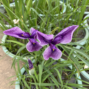 Iris japonais-I.ensata'Aoinoue' - une <span class=keywords><strong>plante</strong></span> aquatique adaptée aux bassins <span class=keywords><strong>de</strong></span> <span class=keywords><strong>jardin</strong></span> et aux serres - Iris japonais - Product Image 1