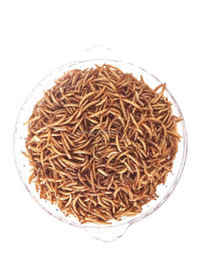 עתירת חלבון חיה להאכיל תולעת בשר שחור, חייל שחור זחלים זחלים עבור חיות מחמד - Product Image 2