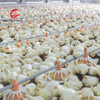 Abreuvoir automatique pour poulets de chair/équipement de ligne d'alimentation en plastique pour l'élevage de volailles, nouveauté 10000