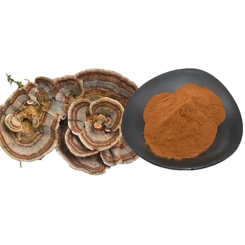 العديد من التركيزات المختلفة نقية Coriolus تركيا ذيل الفطر المبرقشة الألوان Coriolus Versicolor استخراج مسحوق