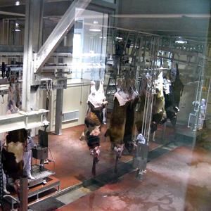 Équipement d'abattage de bétail pour abattoir, matériel de boucherie - Product Image 6