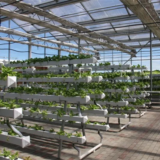 China Supplier Commercial Used Strawberry Tomato Hydroponics PC Greenhouse