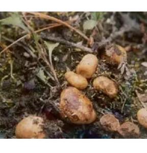 Fungo Rhizopogon Roseolus Crudo Affettato Essiccato, Falso Tartufo Selvatico in Vendita - Product Image 3