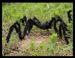Decorazione Horror per Feste in Giardino a Tema Casa Stregata, Ragno Nero Peloso e Realistico in Peluche per Halloween - Product Image 2