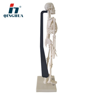 Modelo Esquelético Qinghua de 42 cm, Modelo de Enseñanza Médica, Modelo Esquelético Humano Desmontable, Equipo Médico al por Mayor - Product Image 3