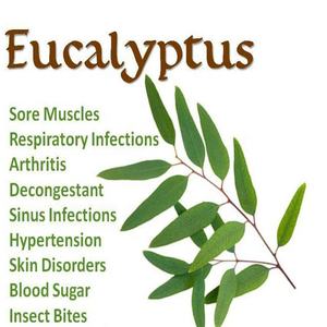 Huile essentielle d'eucalyptus biologique, eucalyptus bleu - 100% pure et naturelle, feuilles d'eucalyptus globulus <span class=keywords><strong>de</strong></span> Chine, distillées à la vapeur |   Prix en gros 1 kg - Product Image 4