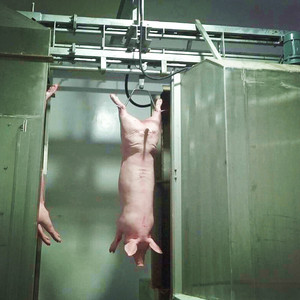 Dây chuyền giết mổ lợn mới cho thiết bị giết mổ lợn với máy cưa Băng bay - Product Image 6