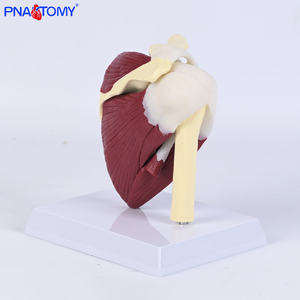 PVC Nhựa vai Mô Hình Doanh dây chằng cơ xương cấu trúc bao gồm xương đòn humerus scapula Vai cấu trúc - Product Image 6