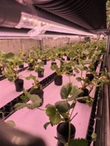 Serre de culture verticale hydroponique automatique Seedafarm pour légumes, conteneur de 40 pieds, usine de plantes contrôlée par PLC avec arrosage automatisé - Product Image 1