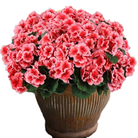 Hananona 6 Buah Bunga Geranium Buatan Tahan UV 10.2cm Set Dekorasi Rumah & Taman Luar Ruangan (Peach)