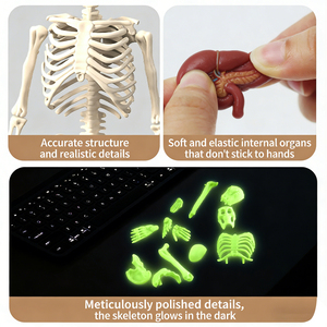 Modè<span class=keywords><strong>le</strong></span> de <span class=keywords><strong>corps</strong></span> <span class=keywords><strong>humain</strong></span> souple pour enfants de 4 à 8 ans avec squelette phosphorescent <span class=keywords><strong>et</strong></span> organes en TPR souple - Product Image 3