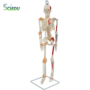 Sciedu <span class=keywords><strong>Skeleton</strong></span> mô hình y tế 85cm mềm treo <span class=keywords><strong>Skeleton</strong></span> với một nửa cơ bắp bắt đầu và kết thúc và dây chằng mô hình cơ thể con người - Product Image 1