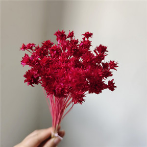 Couronne de fleurs séchées de fleurs étoilées brésiliennes, petites marguerites de <span class=keywords><strong>montagne</strong></span>, pour décorations de Noël DIY, couronne populaire - Product Image 5