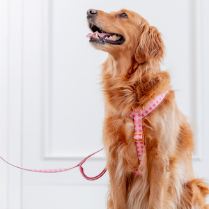 Collares Ajustables para Mascotas Gacent, Personalizados, Sostenibles, de Nailon con Camuflaje, de 10mm, 15mm, 20mm y 25mm para Perros y Gatos - Product Image 2