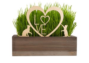 Kit d'herbe de chat <span class=keywords><strong>bio</strong></span> en édition limitée Pot de treillis de jardinière décorative unique pour la maison <span class=keywords><strong>jardin</strong></span> Pots de fleurs jardinières pour le shopping - Product Image 2