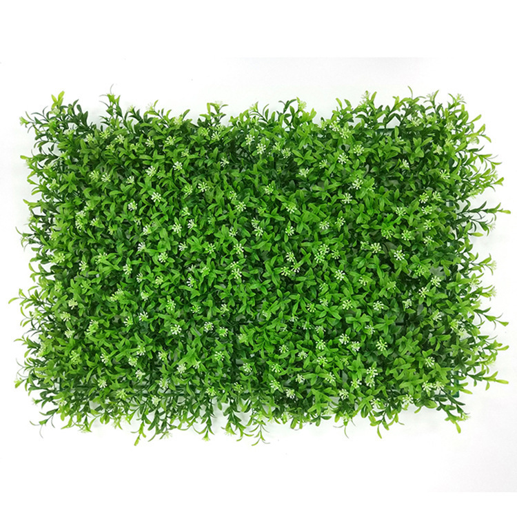 Herbe à taches d'étoiles