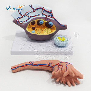 Modèle anatomique magnifié de l'ovaire ; outil pédagogique pour l'enseignement de la structure du système reproducteur féminin ; modèle pédagogique d'organe humain. - Product Image 1