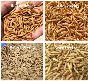 Industrial Herb Worm Microwave Dryer BSF Tunnel Drying Oven Machine Spirulina Insect Larva Cricket Mealworm Belt Dryer Machine