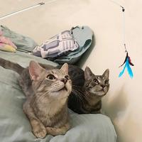 Tongkat Pancing Hewan Peliharaan, Tongkat Mainan Kucing Interaktif Tahan Gigitan Bulu Dapat Ditarik Pegangan Kayu