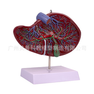 Modèles de foie du Département de Gastroentérologie, y compris des modèles anatomiques du foie, du hilum du foie et du foie lobulé. - Product Image 1