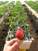 Systèmes commerciaux automatisés de culture hydroponique de fraises par canal NFT pour serres agricoles
