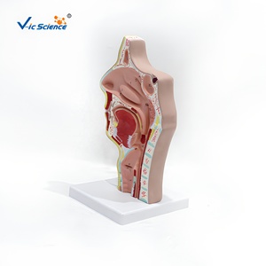 Modèle anatomique en plastique <span class=keywords><strong>de</strong></span> section sagittale des cavités orales et nasopharyngées pour <span class=keywords><strong>la</strong></span> formation médicale dans les écoles et les hôpitaux - Product Image 6