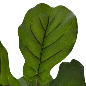 Bán Buôn Chất Lượng Cao Real Touch Cây Nhân Tạo Cho Trang Trí Nội Thất - Product Image 2