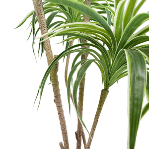 <span class=keywords><strong>Plante</strong></span> artificielle Dracaena Sanderiana, Bambou <span class=keywords><strong>porte</strong></span>-<span class=keywords><strong>bonheur</strong></span>, 170 cm, Écologique, Durable, Dracaena tropicale du Brésil, Arbre artificiel <span class=keywords><strong>d</strong></span>'<span class=keywords><strong>intérieur</strong></span> - Product Image 4