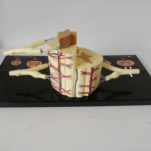 Nuevo Modelo Neuroanatómico Ampliado de Médula Espinal en PVC, Educativo para el Aprendizaje y la Formación - Product Image 5