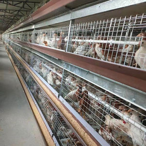 Modern h-tipi 4 katmanlı otomatik tavuk Broilers kafes sistemi ev kullanımı için gübre kemer yumurta tavukları için dahil kümes hayvancılığı - Product Image 5